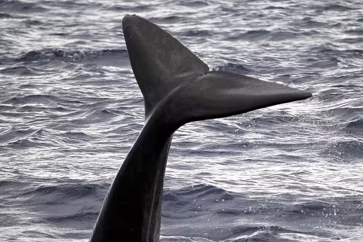 Whale tail emerges from the ocean during a scenic whale and dolphin watching tour in Funchal, offering an unforgettable marine experience.