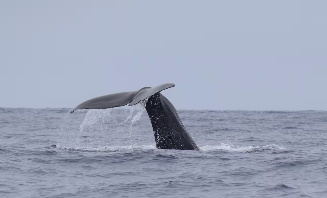 Whale tail emerging from ocean waves, a captivating moment on a cetacean sighting adventure.