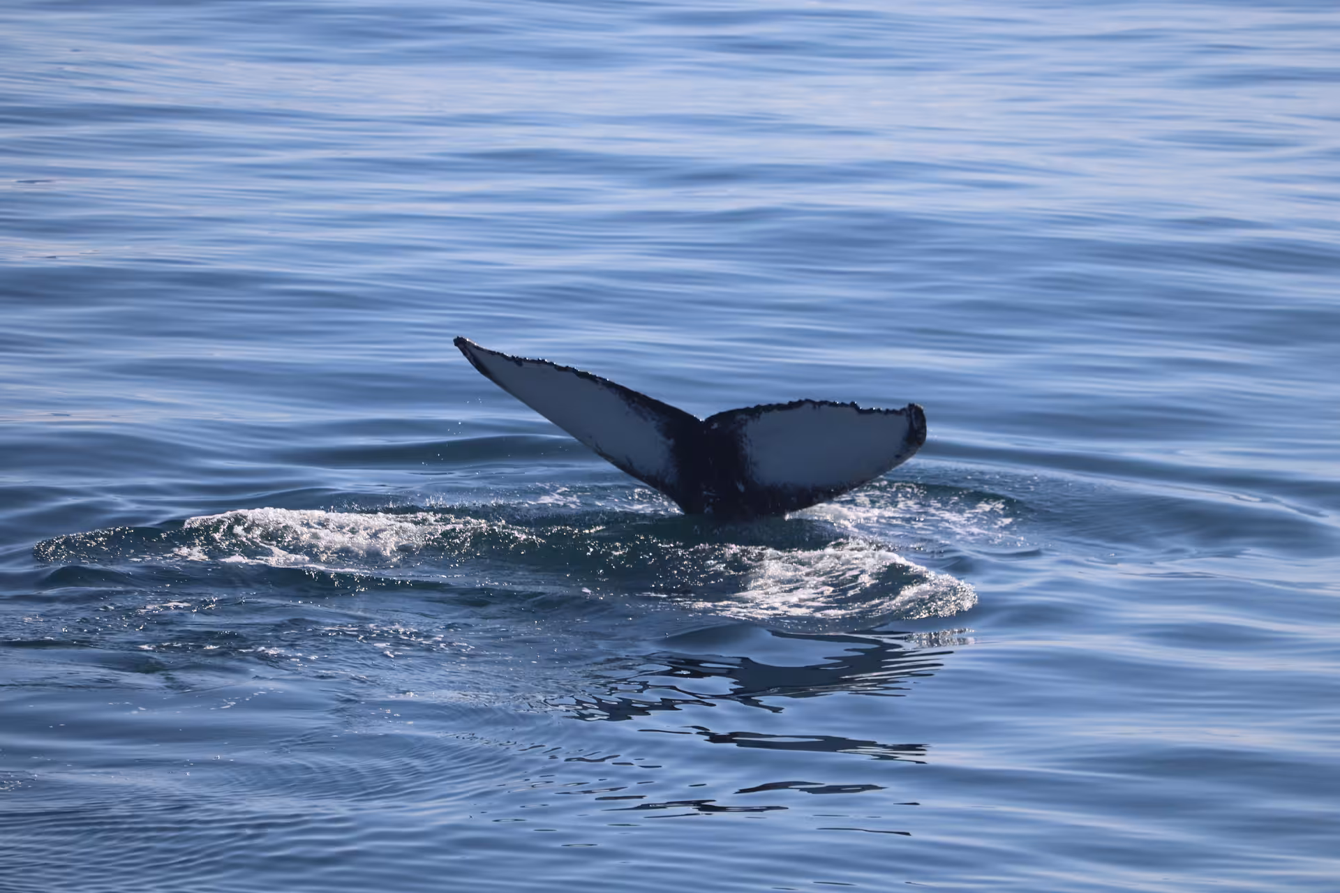 Whale tail rising above the ocean during a whale watching tour in Iceland