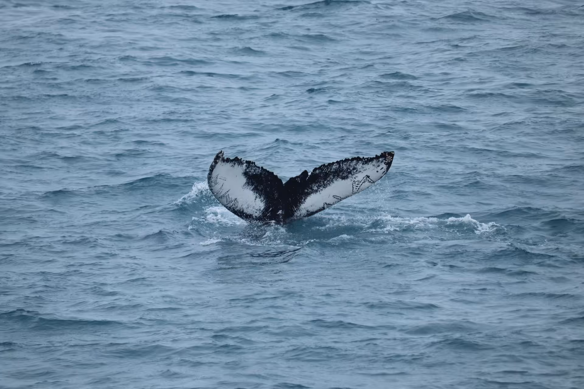 Whale tail above the water during a Reykjavík whale watching trip