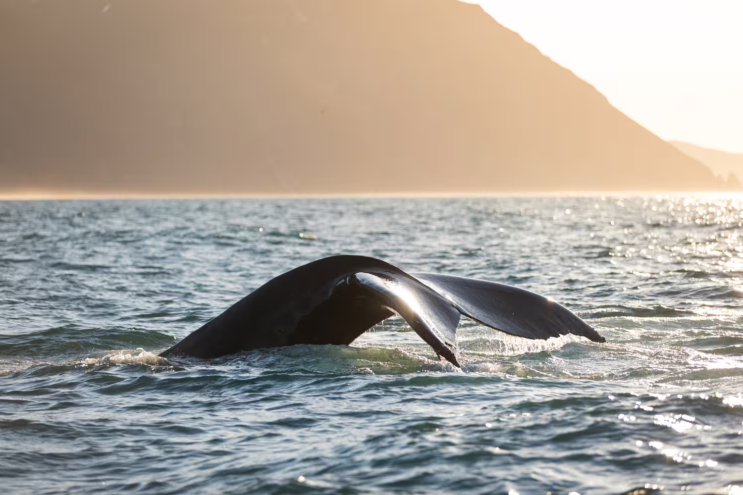 Whale tail gracefully emerging from the ocean at sunset, perfect for whale and puffin watching tour adventures.