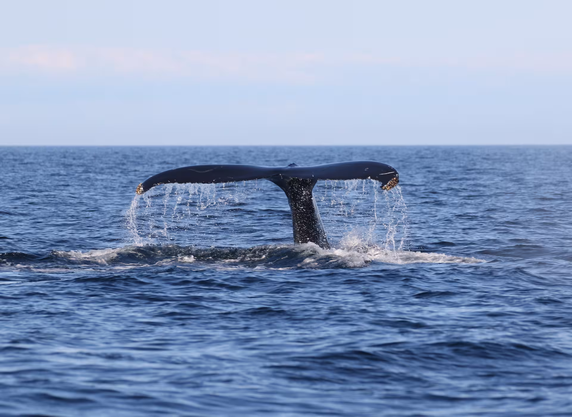 Whale tail emerging from the ocean, highlighting the exciting wildlife encounters on a sunset RIB boat tour.