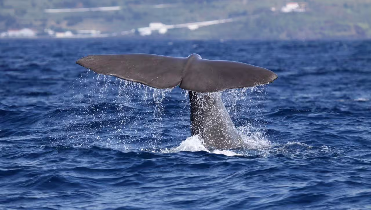 Whale tail diving in the Atlantic Ocean near Terceira Island, Azores, showcasing stunning marine wildlife on a self-drive tour.