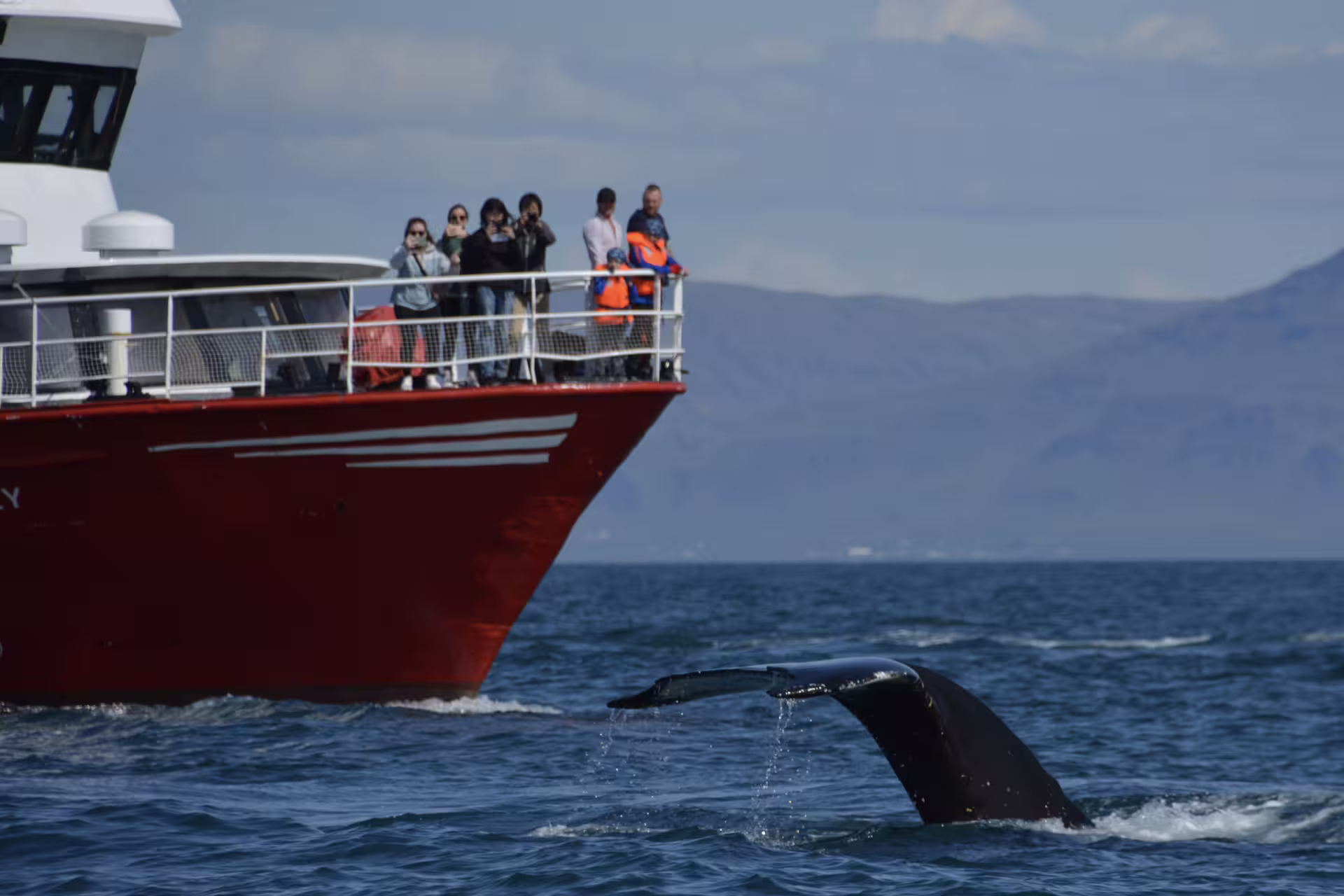 Whale tail emerging from ocean beside red whale watching tour boat with tourists on deck in Reykjavik
