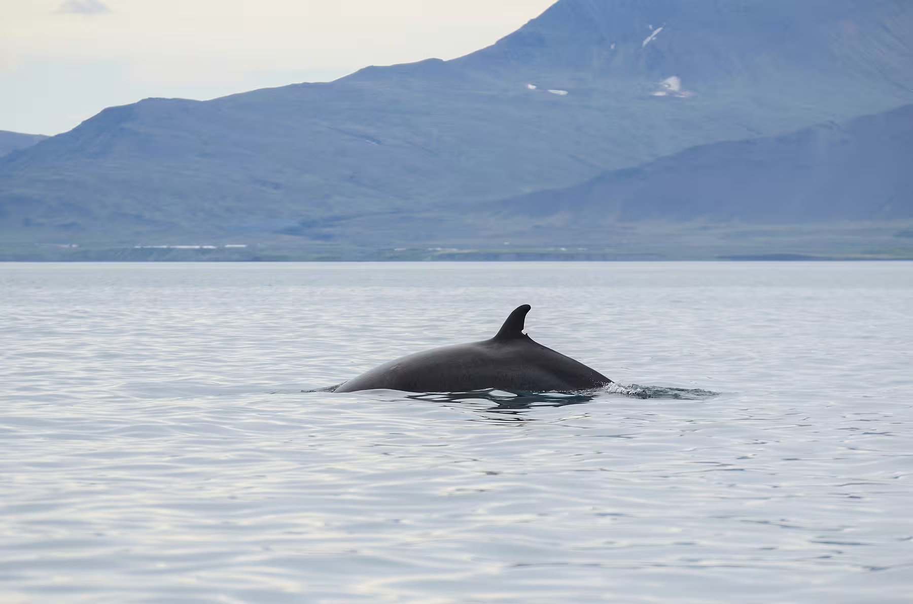 Whale swimming in calm waters with scenic mountain backdrop, ideal for ATV and whale watching adventure tours.