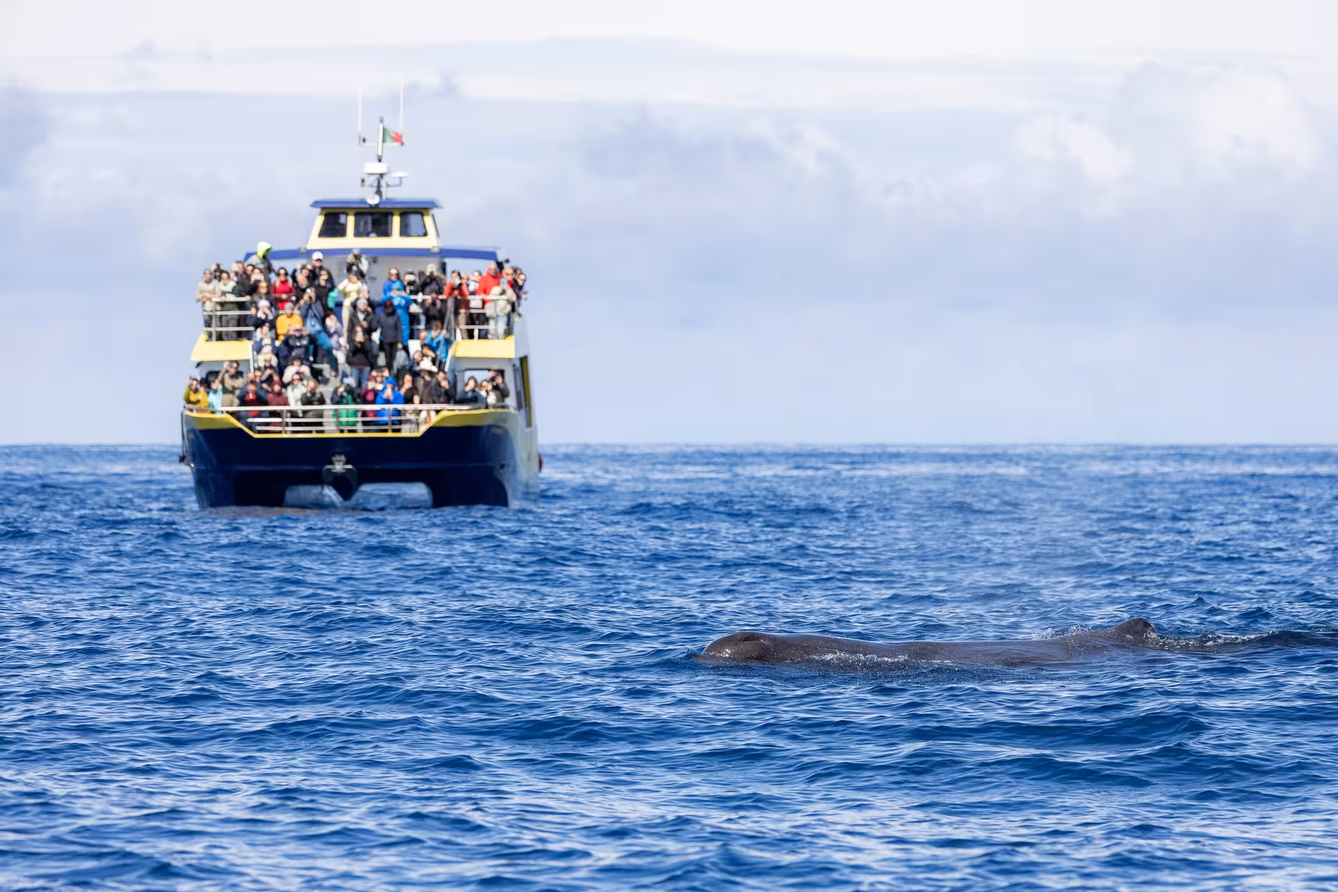 Crowded whale watching boat spotting a surfacing whale on a half-day whale and dolphin watching cruise