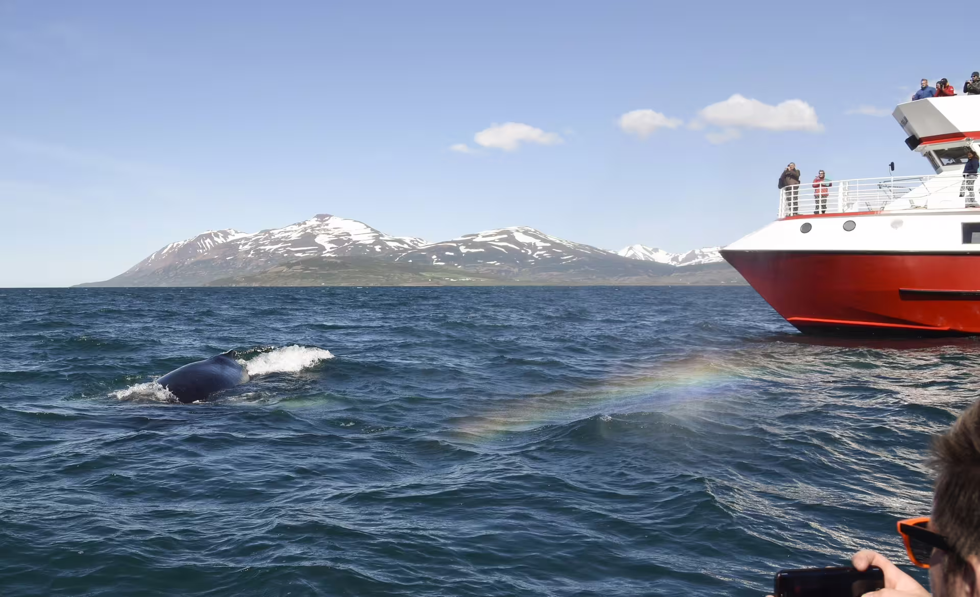 Humpback whale surfacing near a red whale watching boat in Akureyri Iceland with snowy mountains in background