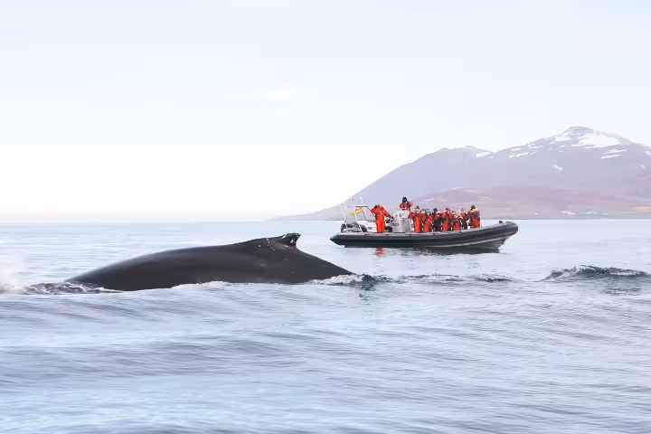 Whale surfacing near a rigid inflatable boat with tourists in red suits during whale watching tour in Akureyri