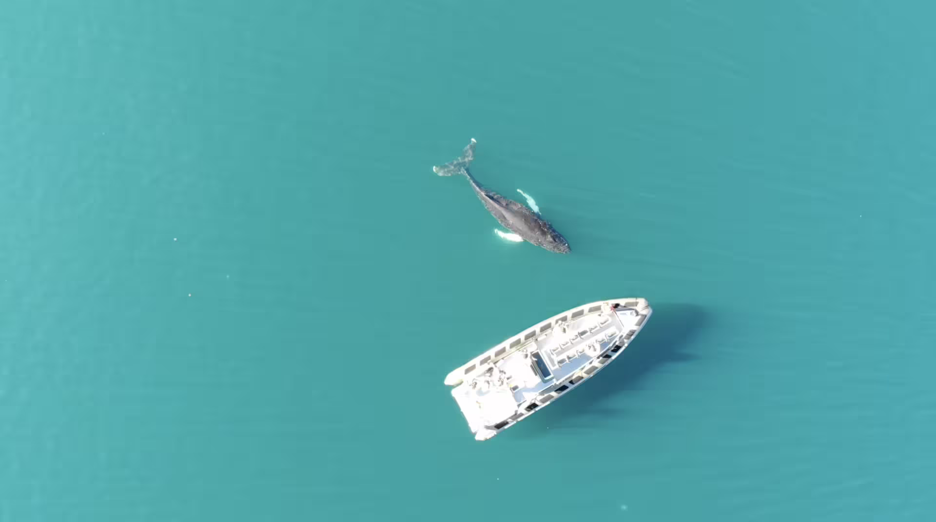 Aerial view of a humpback whale swimming near a white whale watching boat in turquoise Eyjafjord waters