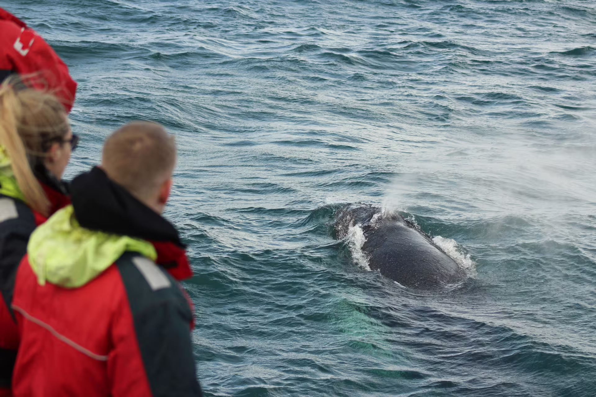 Tourists on boat watching humpback whale surfacing and spouting in Reykjavik waters