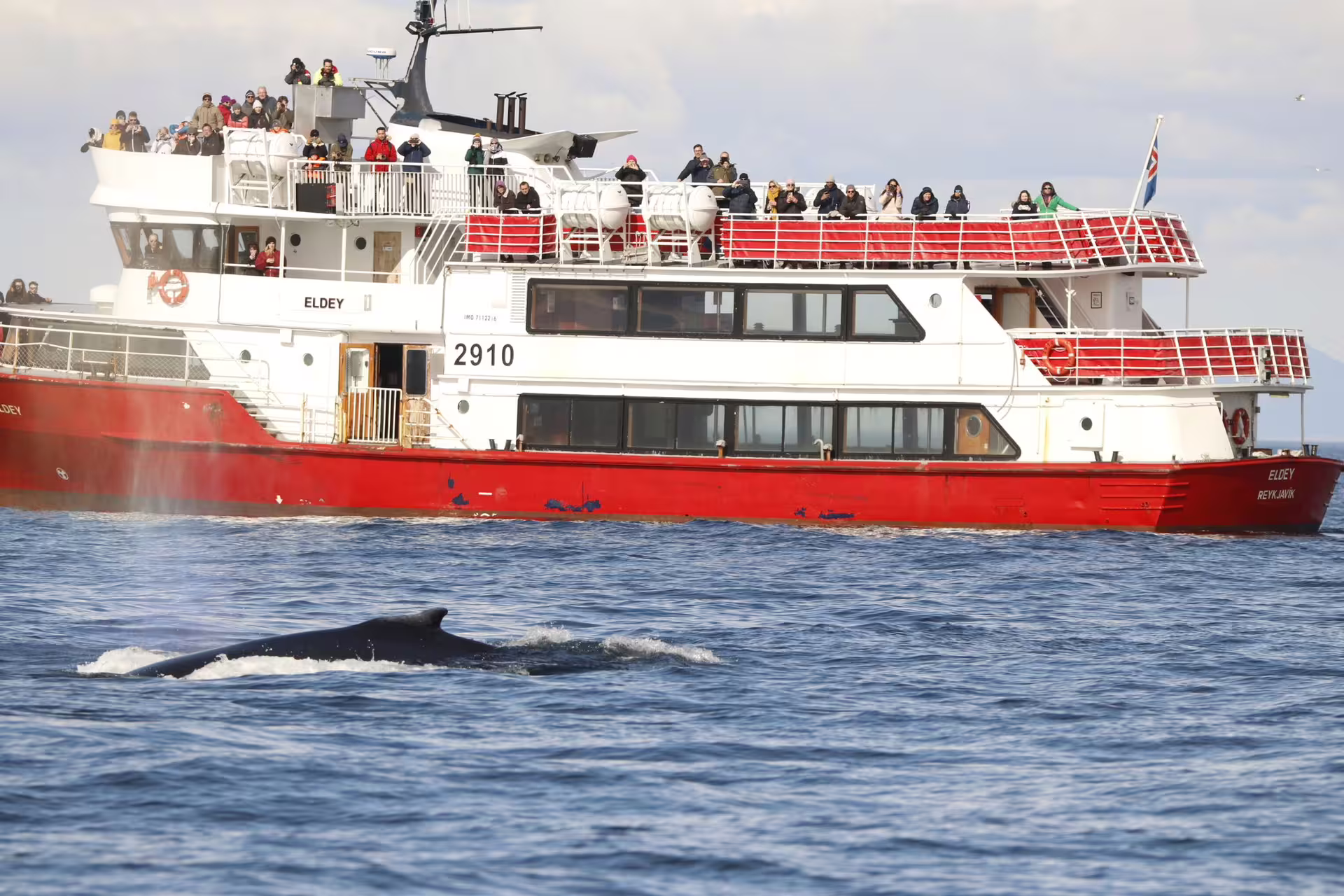 Whale surfacing beside the red Eldey whale watching boat with tourists on deck in Reykjavik