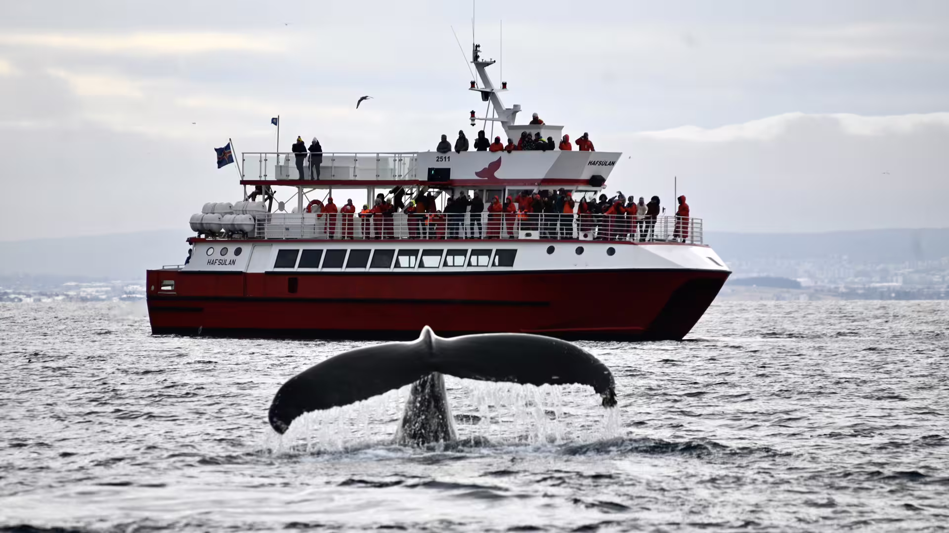 Whale tail fluke rising from ocean beside red Hafsulan whale watching tour boat in Reykjavik