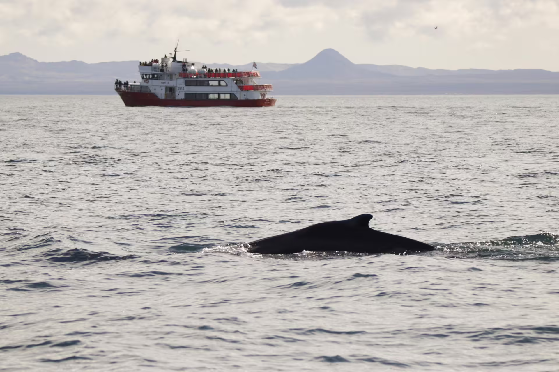 Humpback whale surfacing near a red whale watching boat in Reykjavik waters with mountains in background