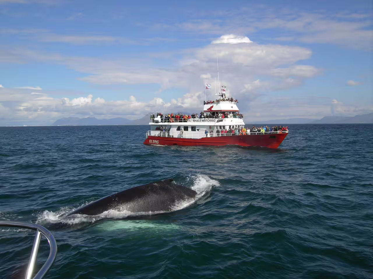 Humpback whale surfacing near Elding whale watching boat packed with tourists in Reykjavik waters