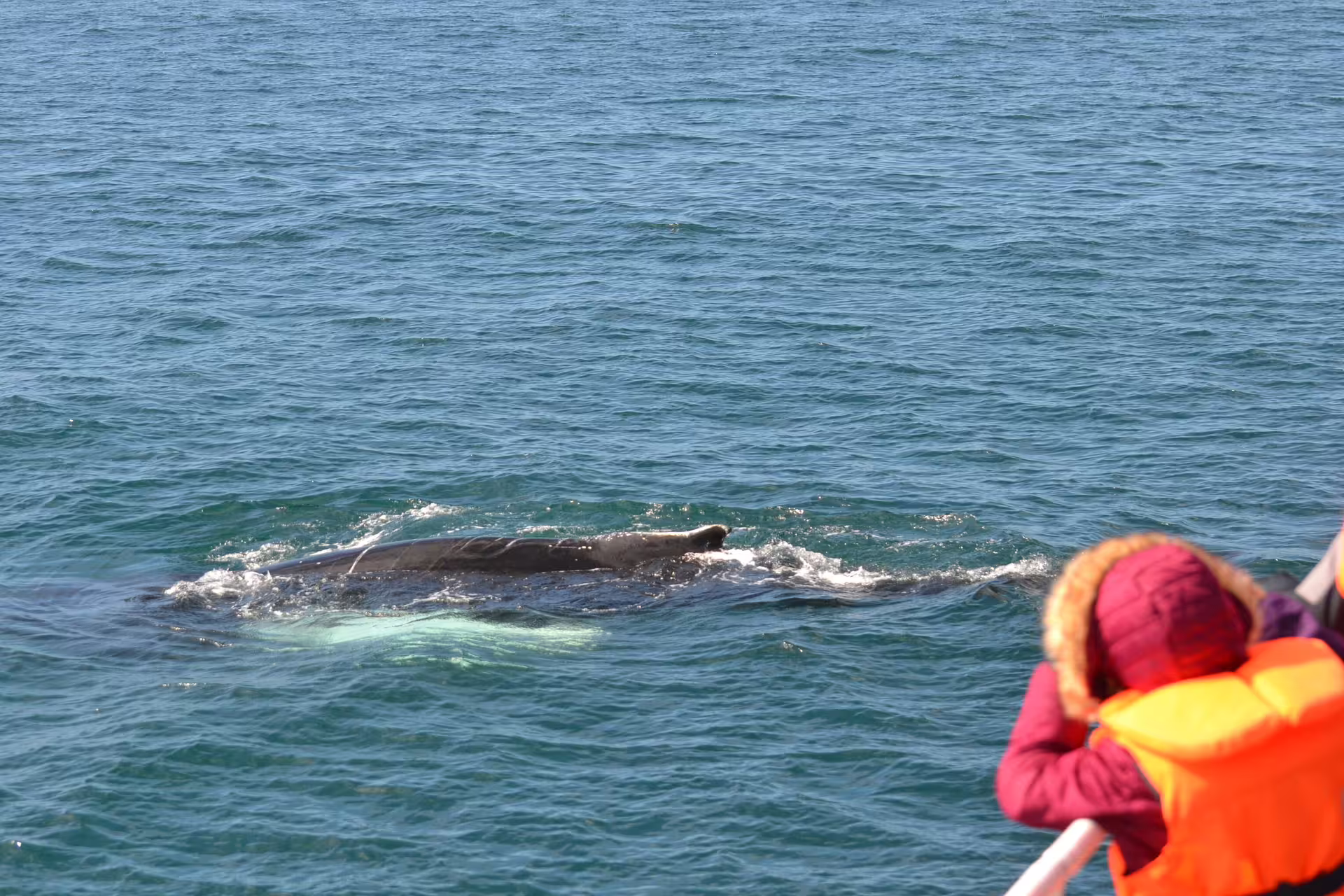 Whale surfacing near whale watching boat in Reykjavik with tourist in orange life jacket
