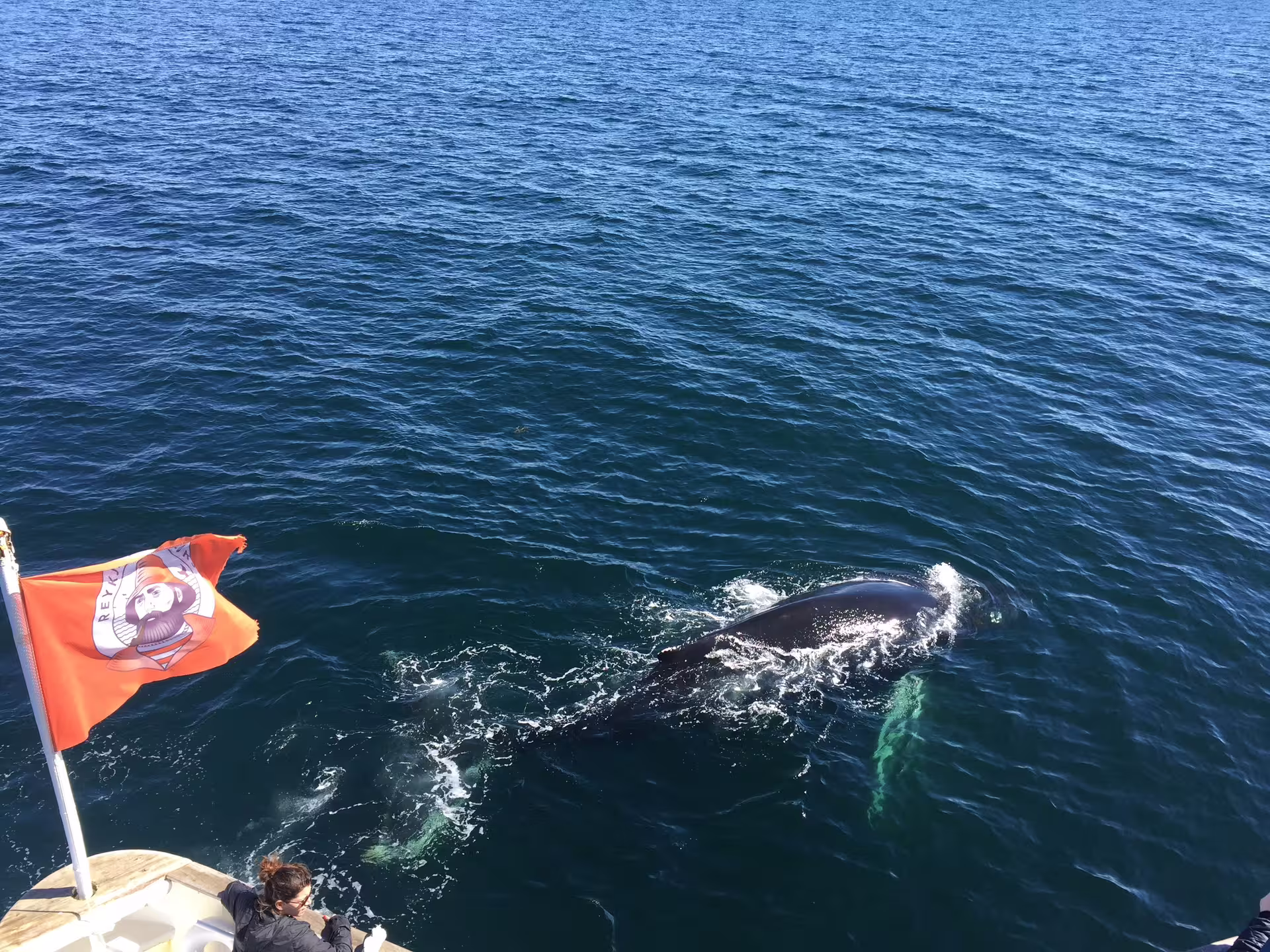 Whale surfacing beside a whale watching tour boat in Reykjavik with orange flag visible
