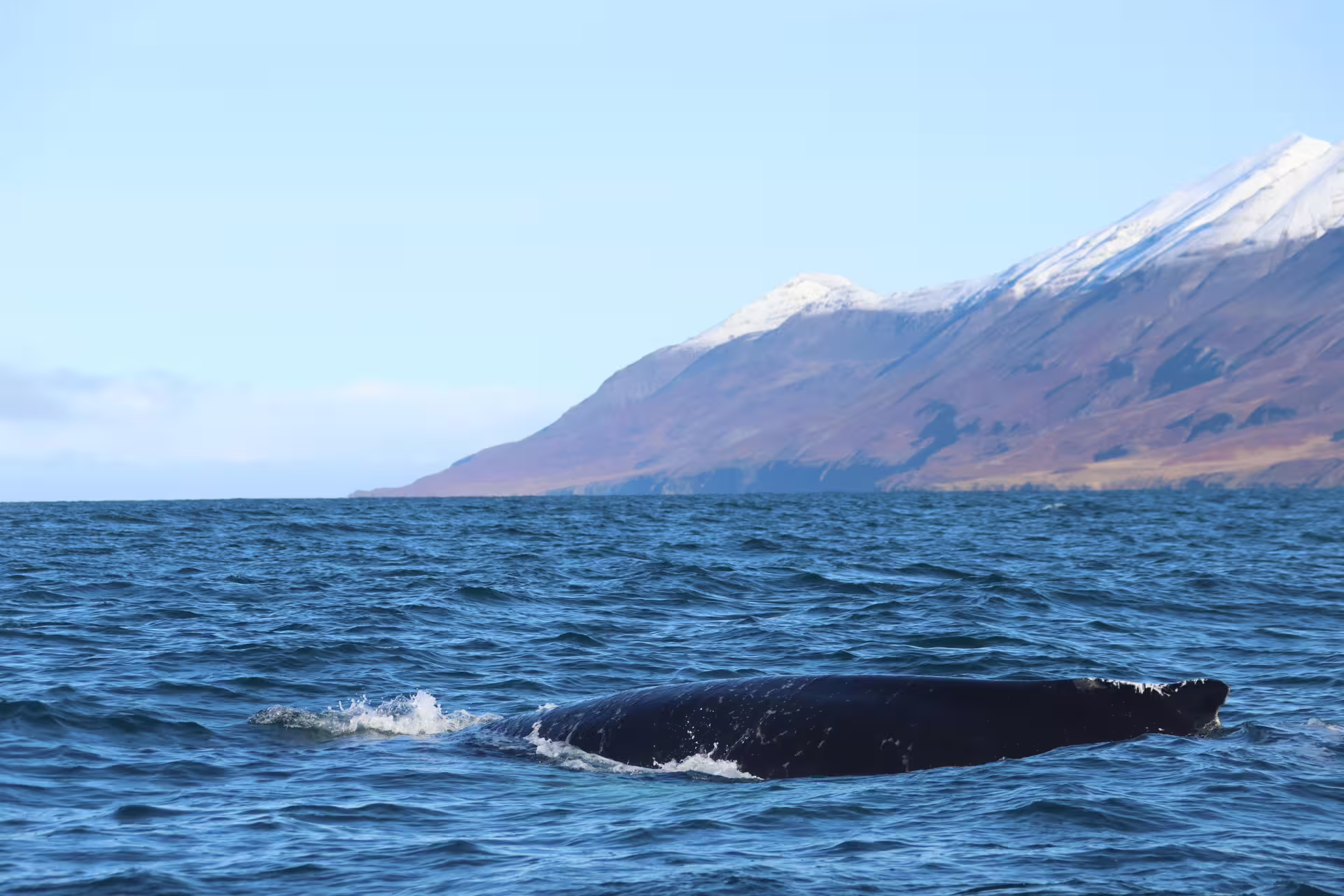 Humpback whale surfacing in Eyjafjord with snow-capped mountains near Akureyri, Iceland
