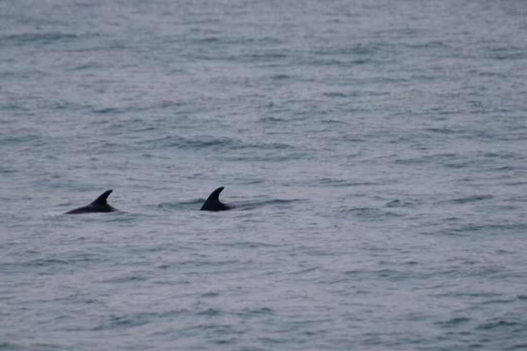 Two dolphin fins visible above calm ocean waters during whale watching tour in Iceland