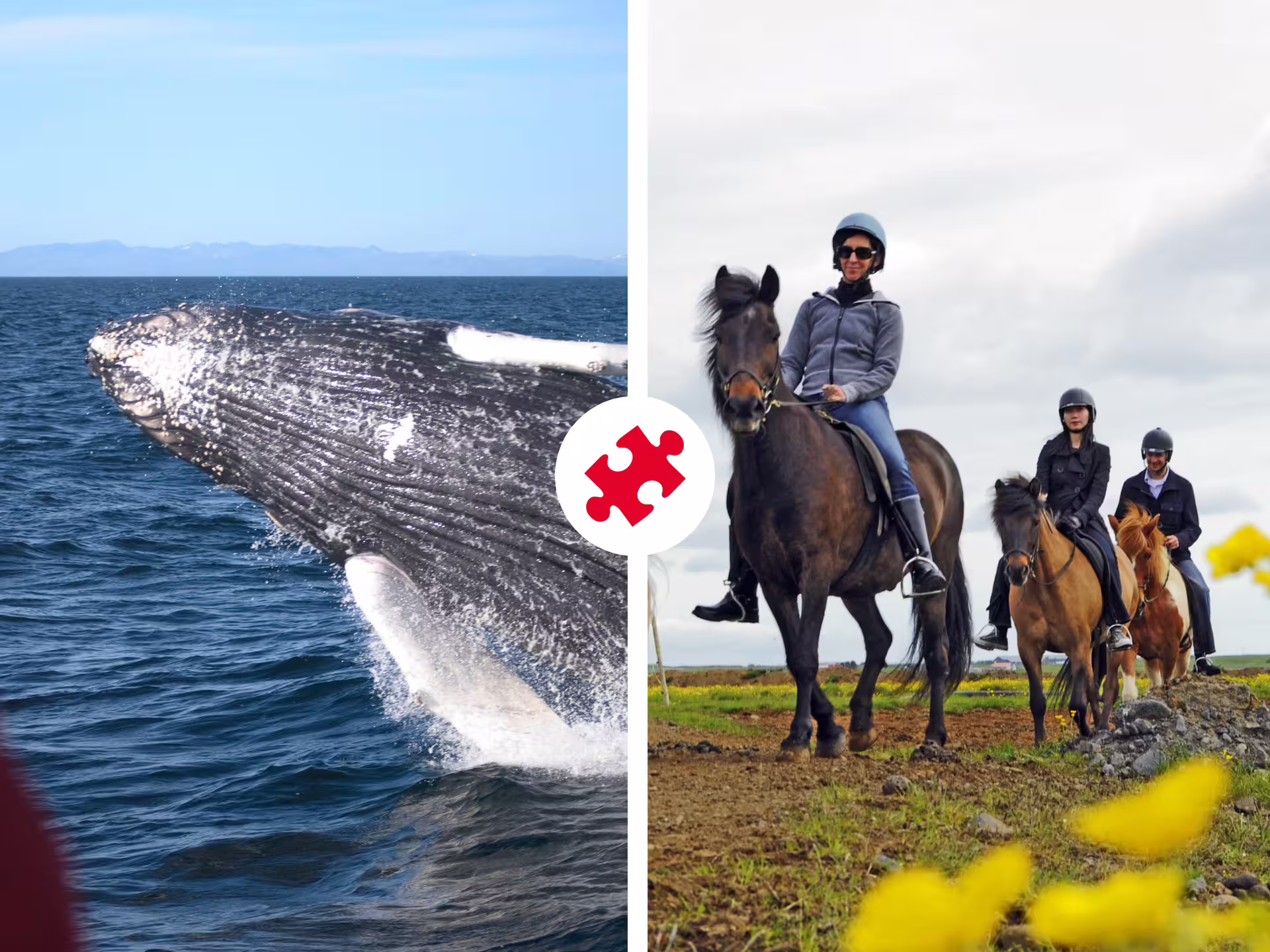 Humpback whale breaching ocean surface alongside three riders on Icelandic horses in green countryside