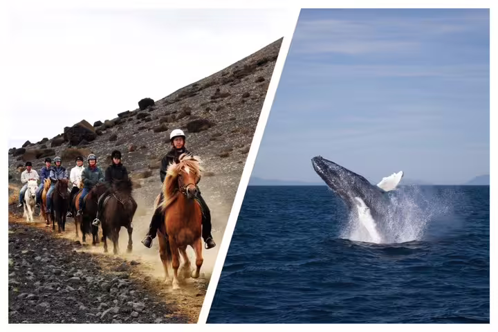 Group horseback riding on rocky terrain and humpback whale breaching ocean in Reykjavik