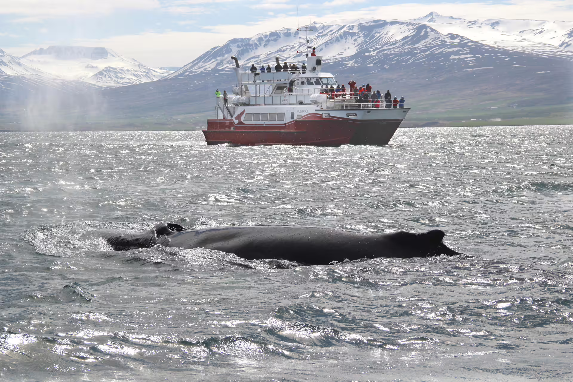 Humpback whale surfacing near red whale watching boat with snow-capped mountains in Akureyri, Iceland