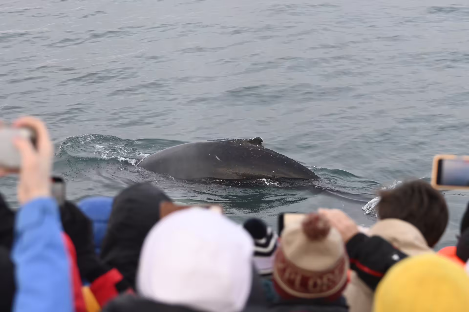 Whale watching tourists photographing a humpback whale surfacing close to a boat in Reykjavik waters