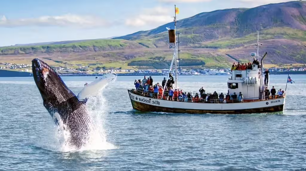 Humpback whale breaching next to whale watching tour boat Bjössi Sör near Húsavík, Iceland