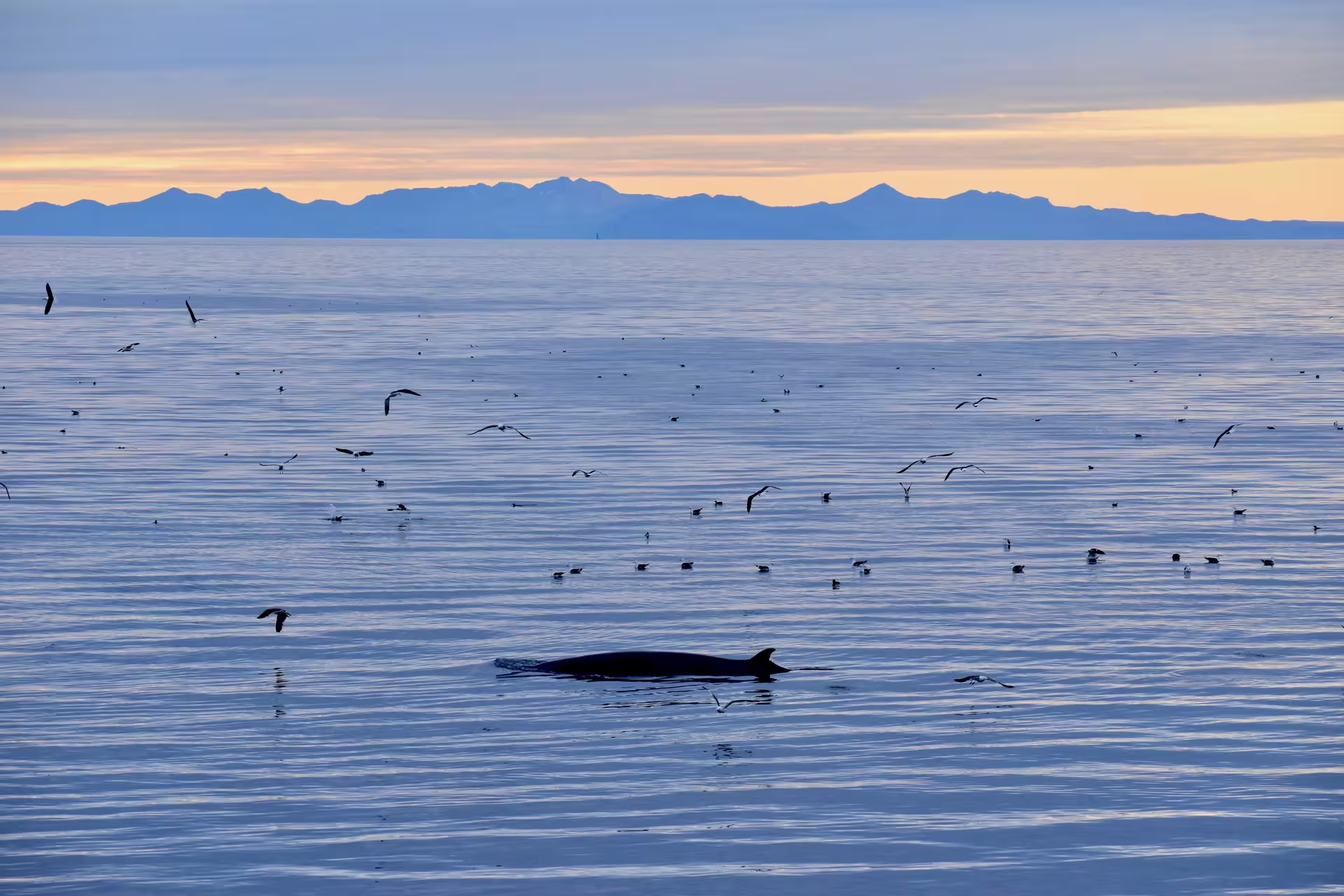 Whale surfacing at sunset with seabirds flying over calm ocean waters and mountain silhouettes in background