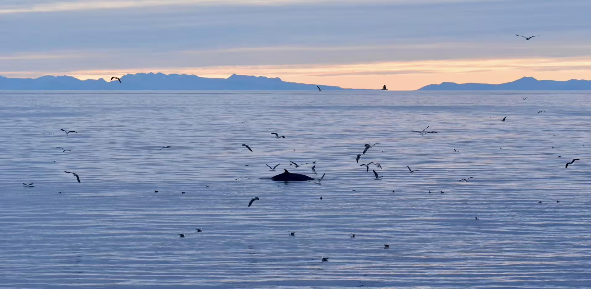 Whale surfacing among seagulls on calm ocean at sunset with mountain silhouettes in Reykjavik