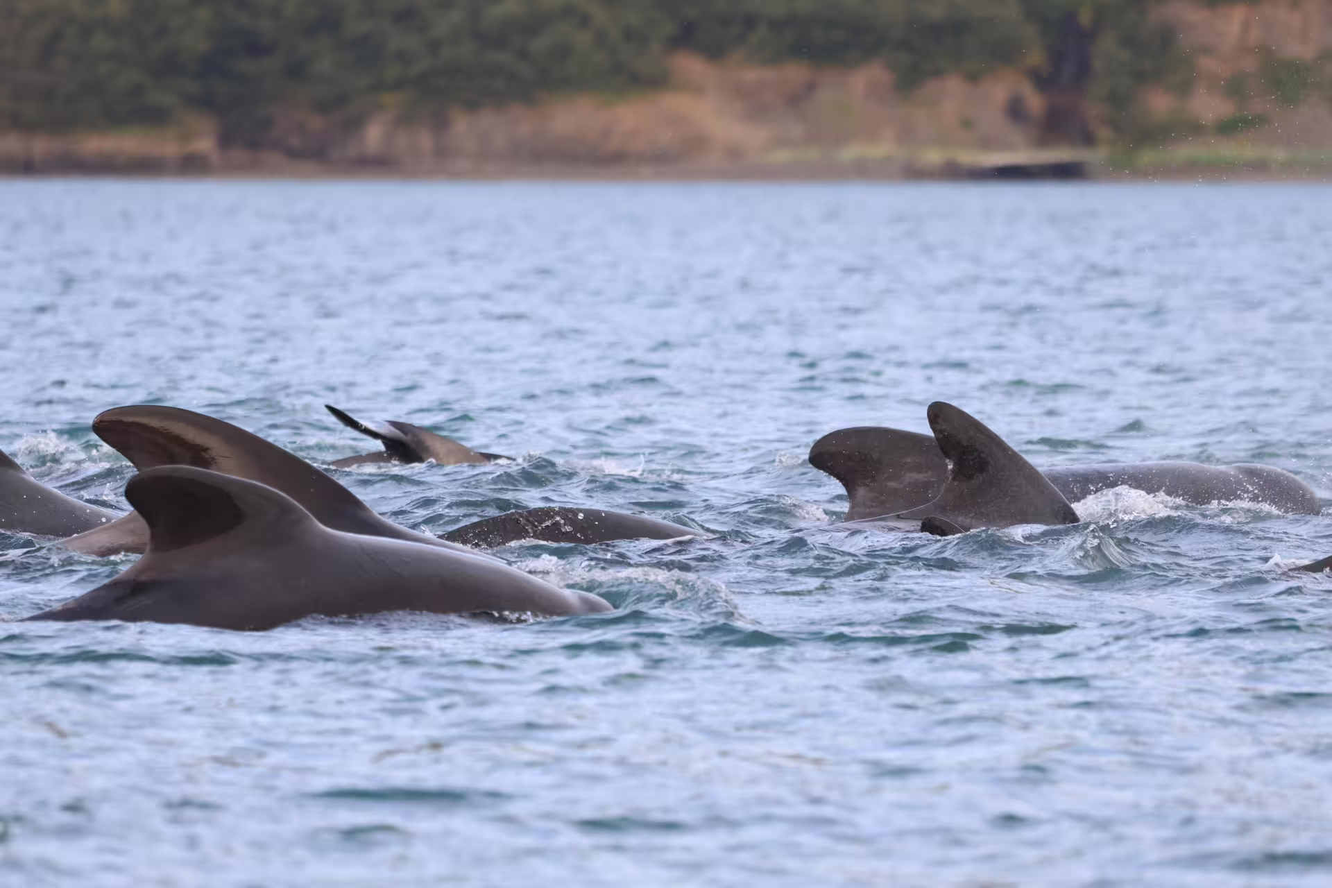 Pod of dolphins or pilot whales surfacing near Akureyri coastline during whale watching tour in Eyjafjord