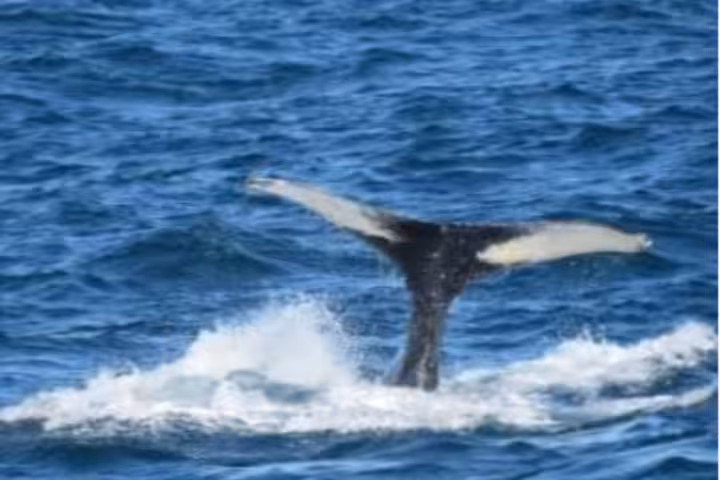 Experience a whale watching and puffin tour from Reykjavík Harbour, Iceland. Spot humpback whales, minke whales, Atlantic puffins, dolphins