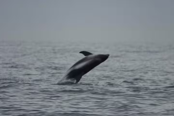 Dolphin breaching ocean surface during Reykjavik Bay whale watching cruise