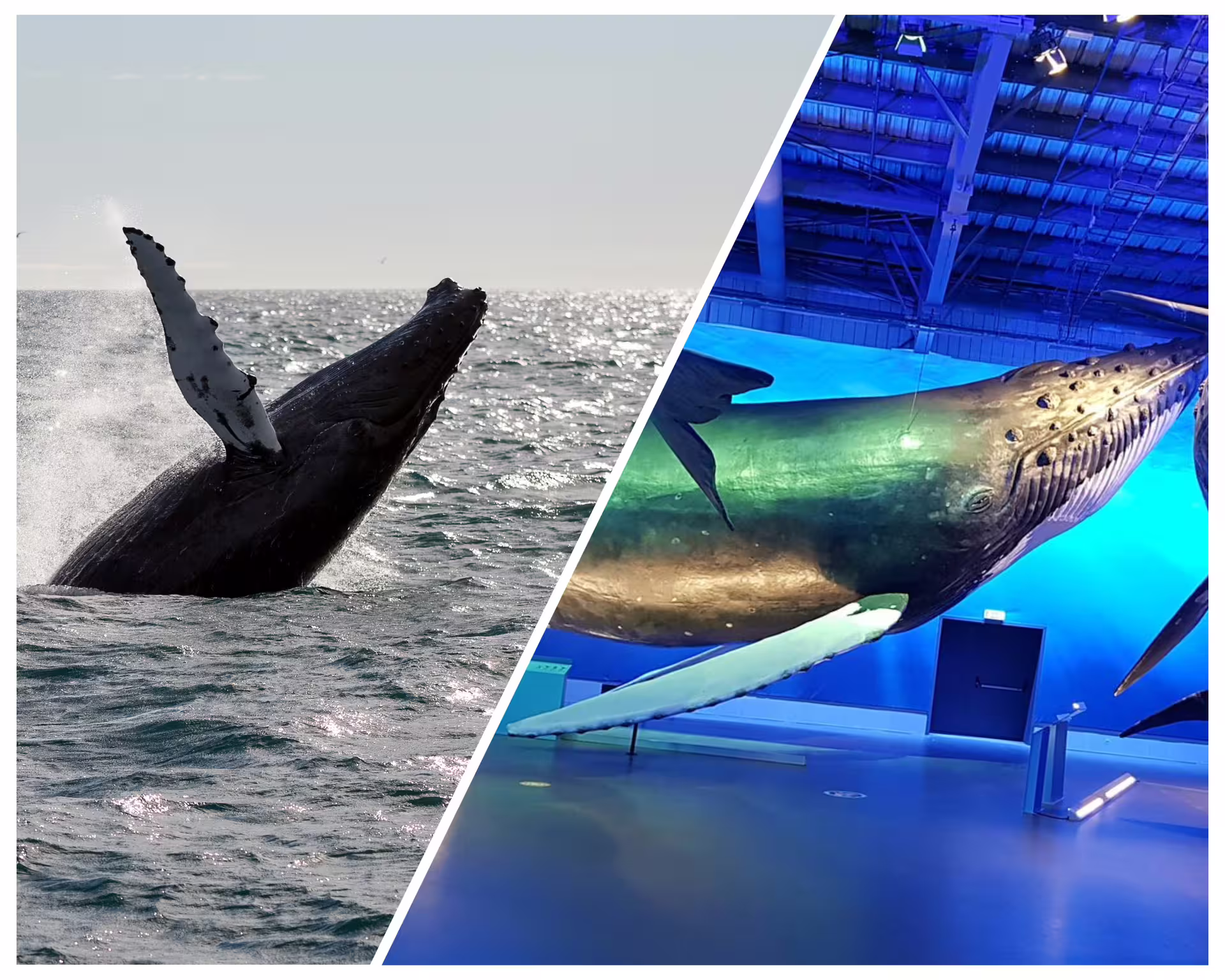 Humpback whale breaching in Faxafloi Bay Iceland alongside a whale museum exhibit model