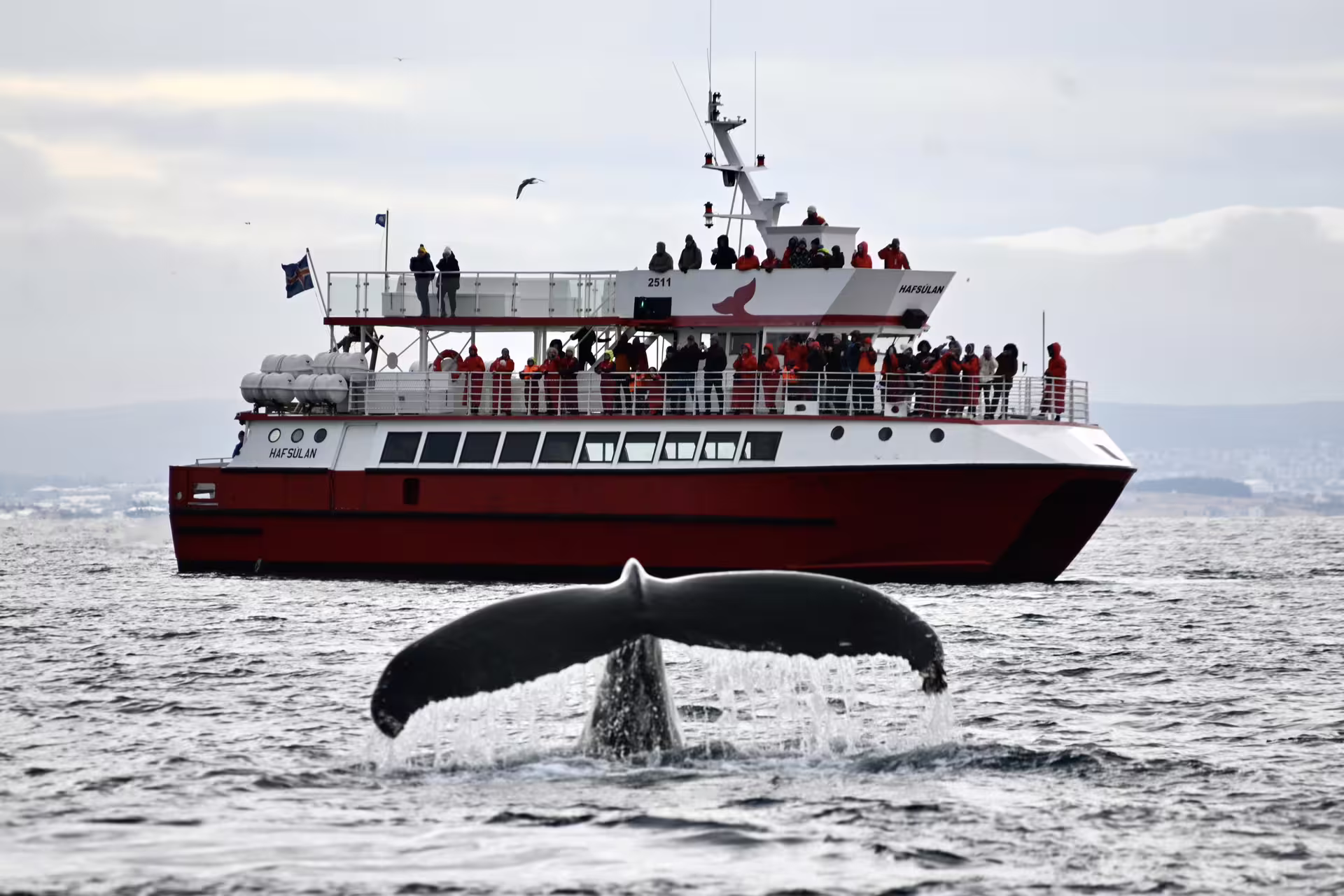 Whale tail breaching near red Hafsulan whale watching boat filled with tourists in Reykjavik waters