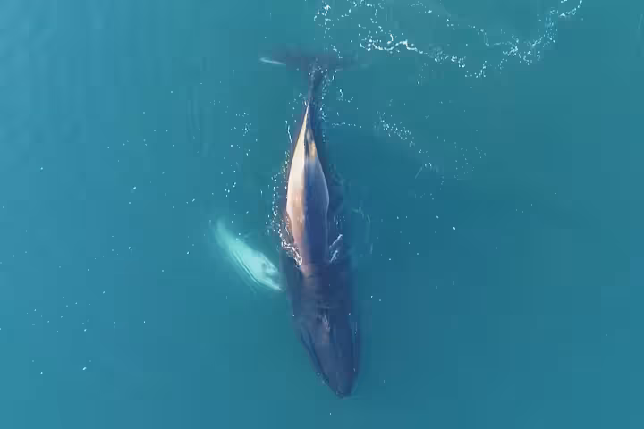 Aerial view of a whale swimming near the surface of turquoise ocean waters in Reykjavik
