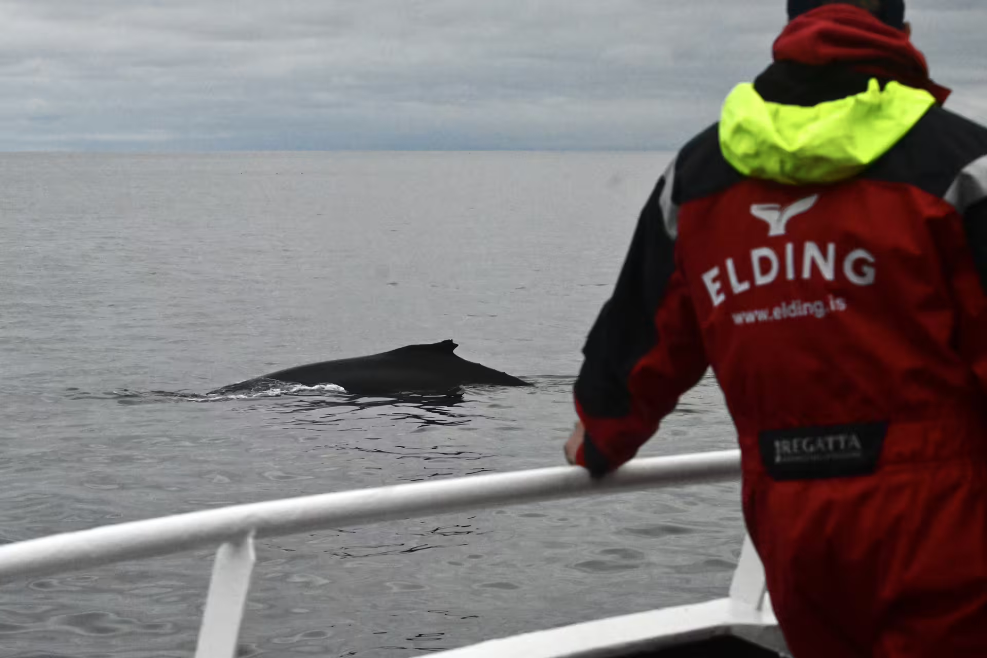Elding guide watching humpback whale surface near whale watching boat in Reykjavik Iceland