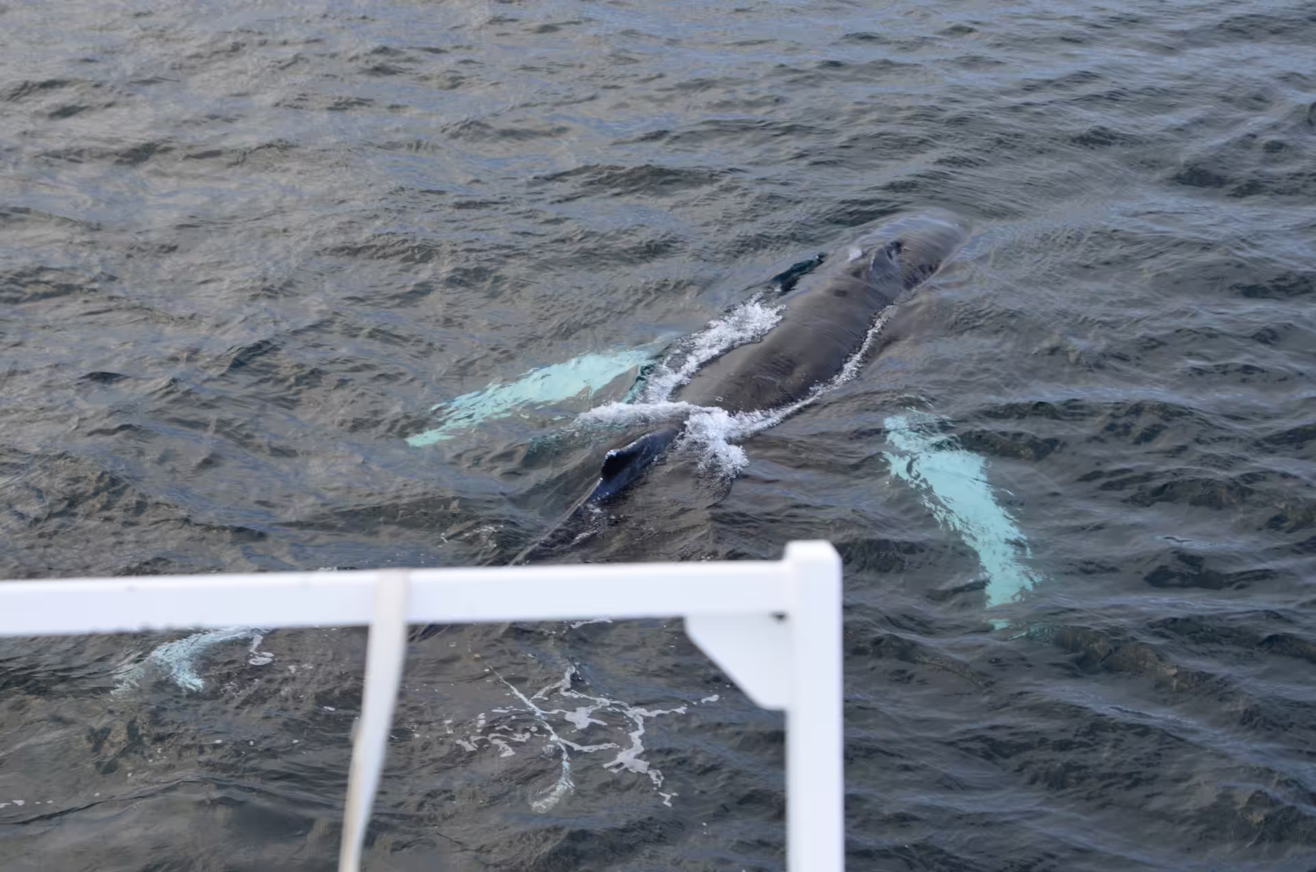 Humpback whale surfacing close to a boat during a whale watching tour in Reykjavik Iceland
