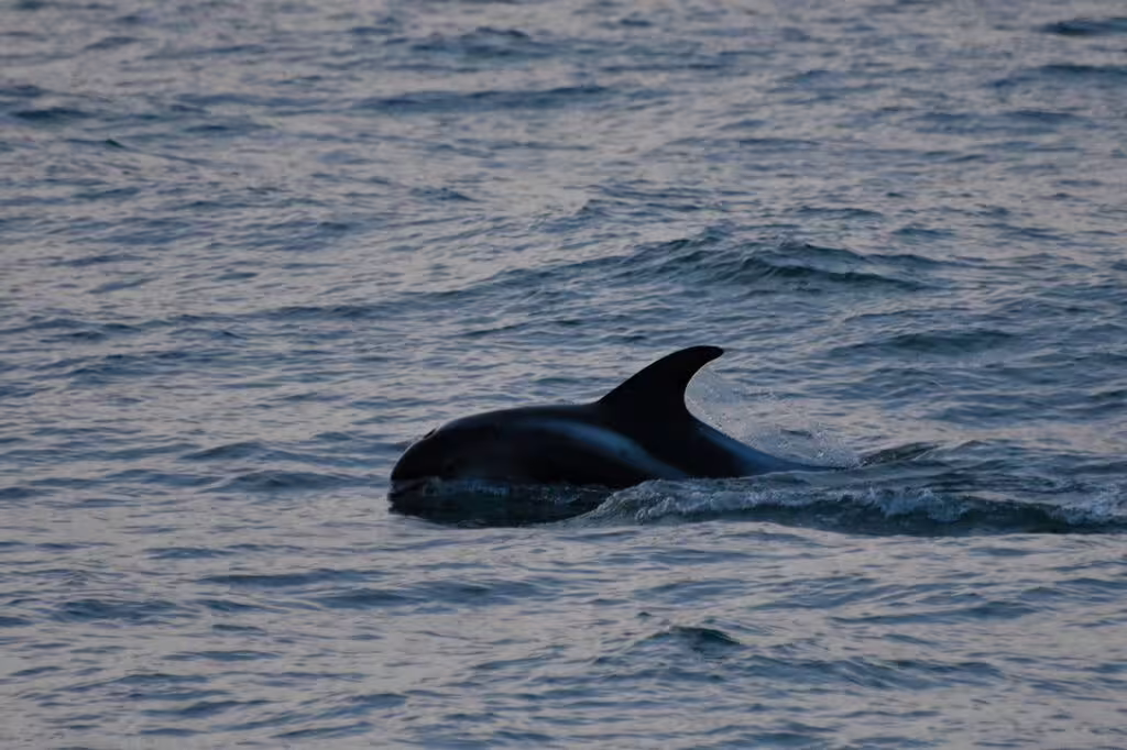 Dolphin or small whale surfacing in choppy ocean waters near Reykjavik Iceland
