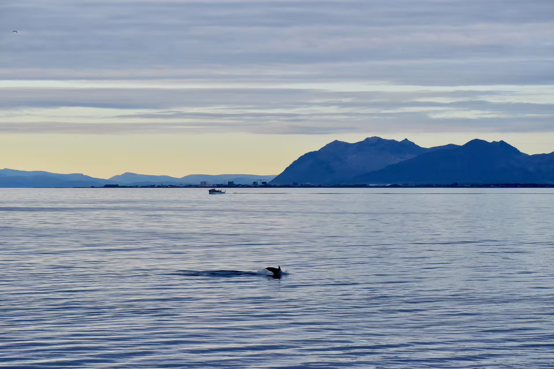 Whale surfacing near Reykjavik during midnight sun whale watching boat tour with mountains in background