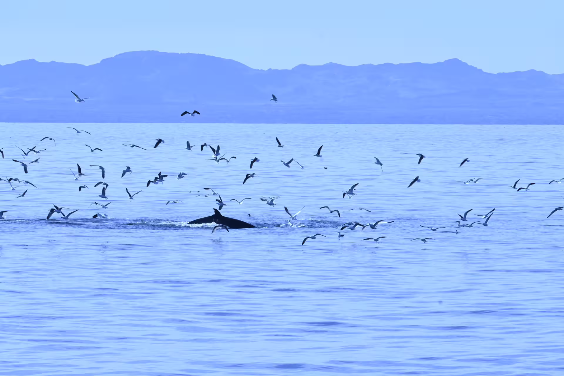 Whale surfacing among a flock of seagulls on calm blue waters near Reykjavik with mountains in background