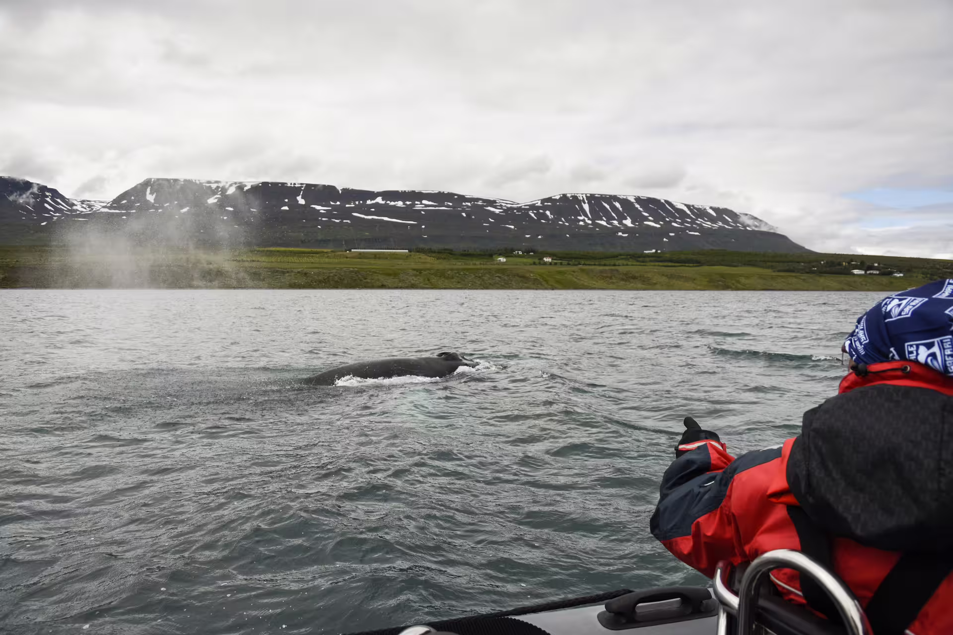Whale surfacing near RIB boat during whale watching tour in Eyjafjord, Akureyri with snowy mountains backdrop