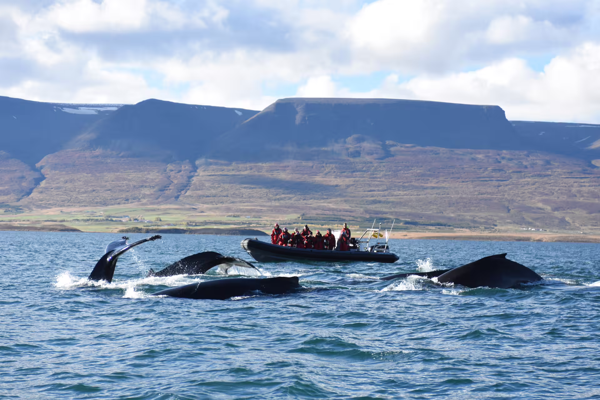 Humpback whales surfacing near a RIB boat with tourists in red suits on Eyjafjord, Iceland