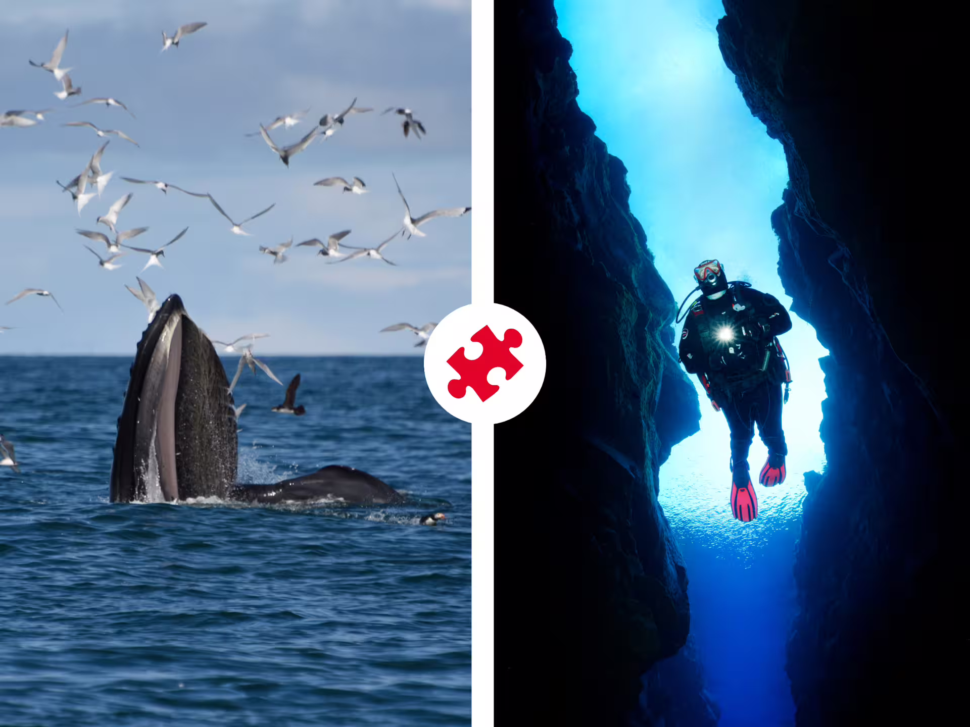Humpback whale breaching with seabirds above and scuba diver exploring Silfra fissure underwater in Iceland