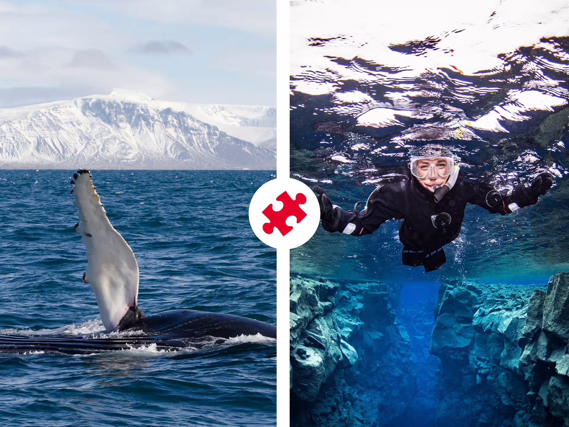 Humpback whale breaching icy Icelandic waters alongside a snorkeler diving through a crystal-clear fissure in Reykjavik