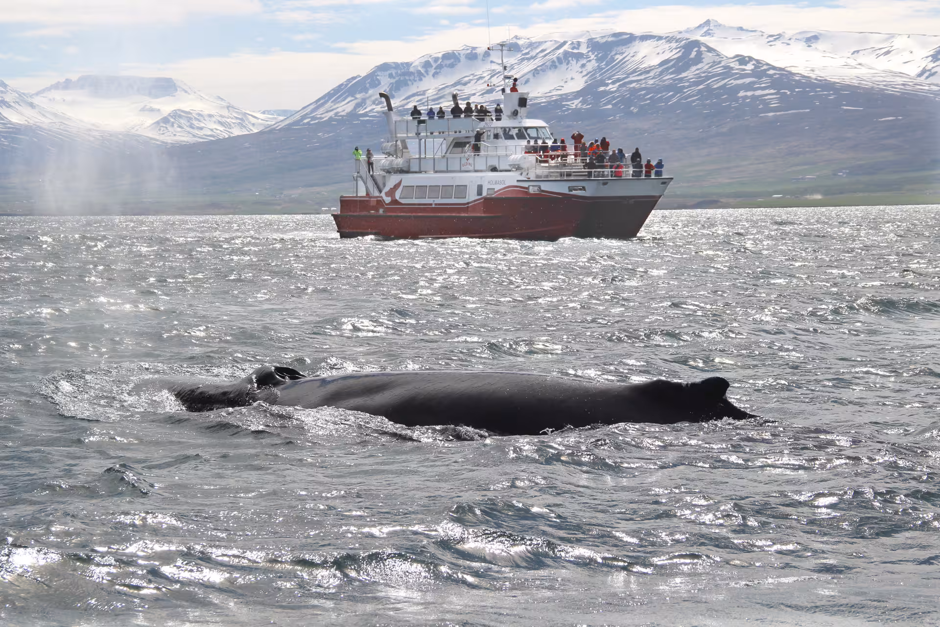 Humpback whale surfacing near red whale watching boat with snow-capped Icelandic mountains in background