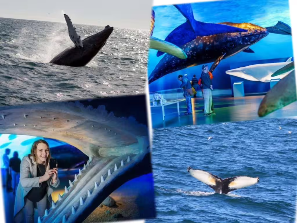 Humpback whales breaching and diving in Faxafloi Bay with whale museum exhibits in Reykjavik