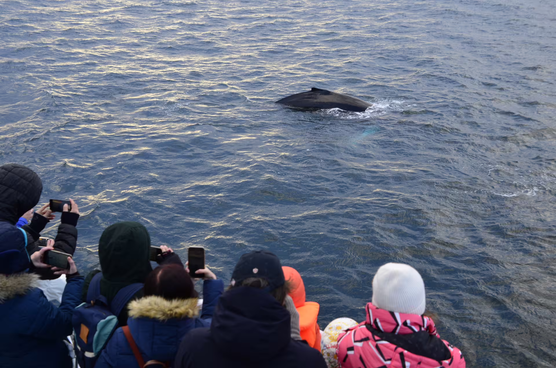 Tourists on boat photographing humpback whale surfacing during whale watching tour in Reykjavik waters
