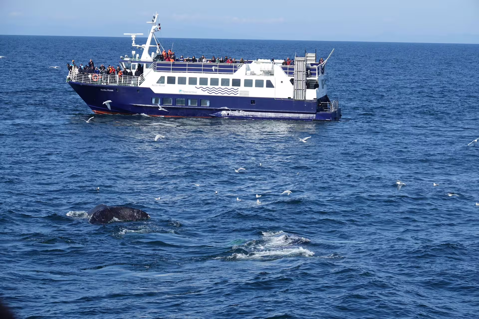 Whale watching tour boat Arctic Rose with tourists observing humpback whales surfacing in Reykjavik waters