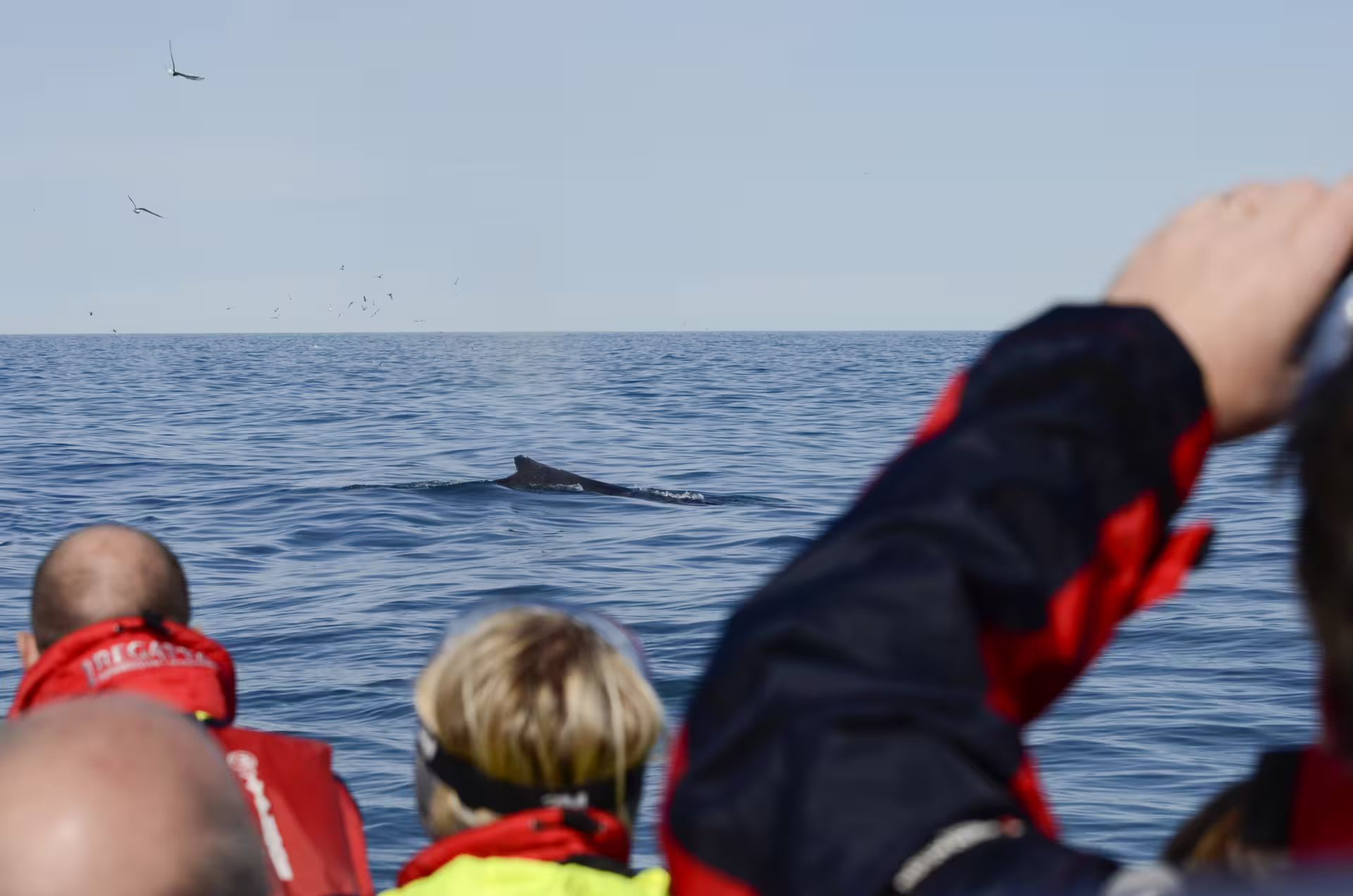 Whale watching tour participants in red life jackets observing a whale fin surfacing in calm Icelandic waters