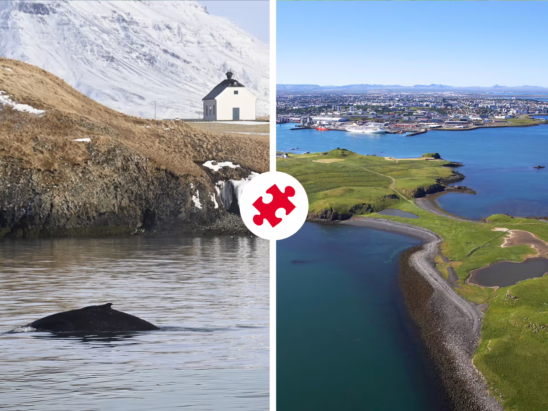 Humpback whale surfacing near snowy cliffs and aerial view of green Videy Island with Reykjavik cityscape